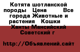 Котята шотланской породы › Цена ­ 40 - Все города Животные и растения » Кошки   . Ханты-Мансийский,Советский г.